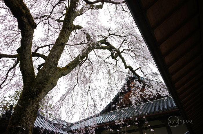 お写ん歩: 花（桜）アーカイブ